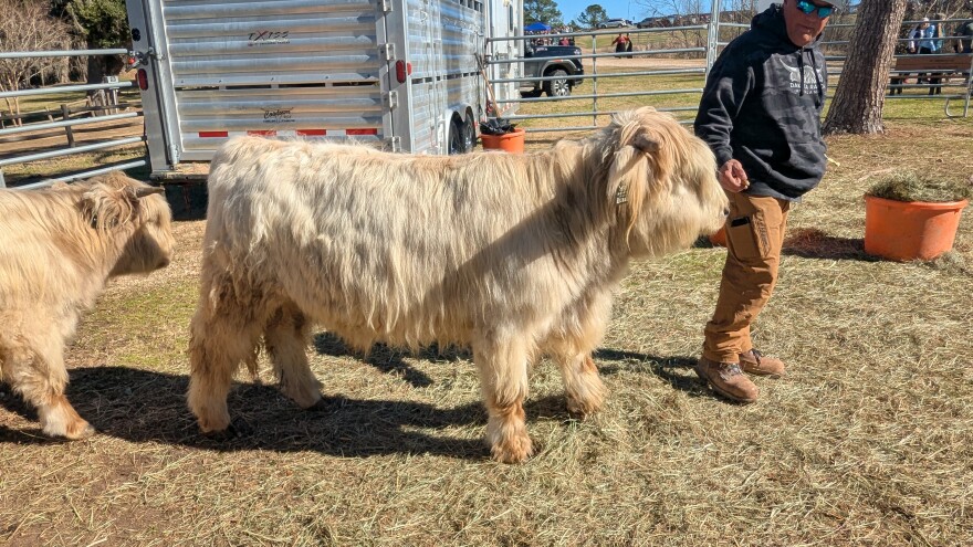 Long-haired Highland cows were among the more popular attractions at the event.