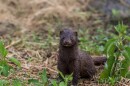 A photo of a mink with brown fur on grassy trail on a spring morning.