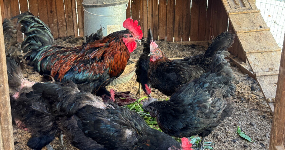 Ventura County's sentinel chicken flock help track West Nile Virus