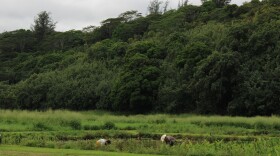 Family members working on the kalo farm located in Lumahaʻi, Kauaʻi.