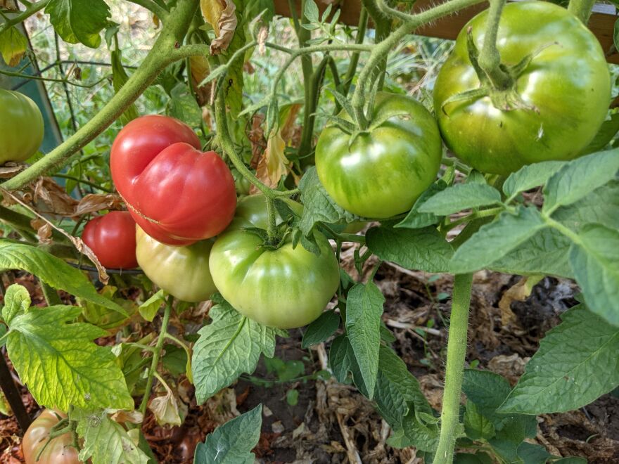 To ensure the tastiest tomatoes on your table, pick them pink, and let them fully ripen in the warm house when cool nights are in the forecast.