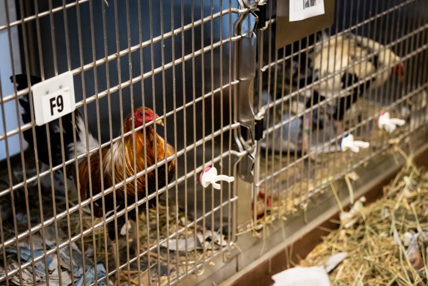  Roosters that were recently rescued from a cockfighting ring await adoption at the Austin Animal Center on Friday