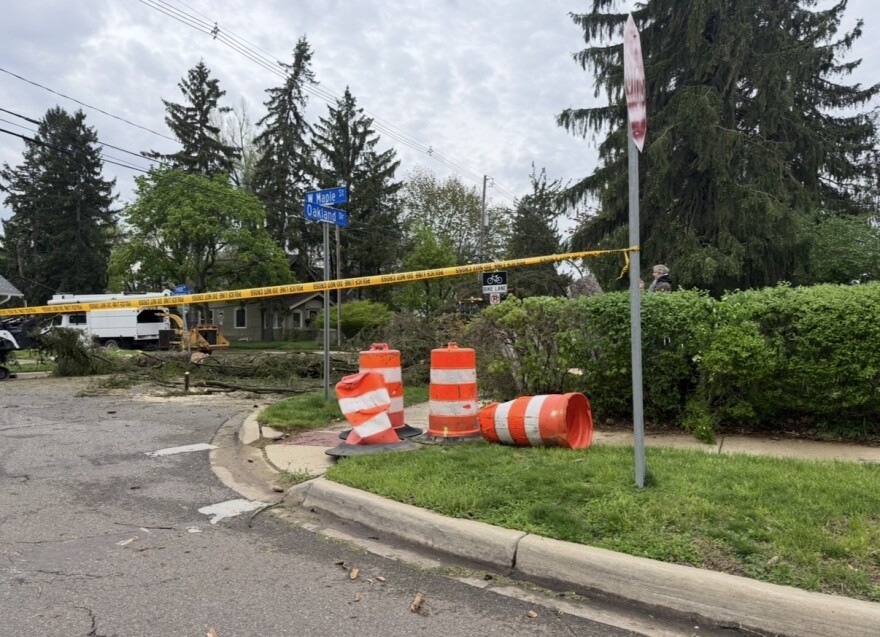A large tree lies in the street, with orange traffic cones and yellow tape blocking off the road. White trucks in the background carry equipment to remove the tree. There is a sign post that shows the intersection of two streets - Oakland Drive and W Maple Street. There is green grass, shrubbery trees, and houses lining the street.