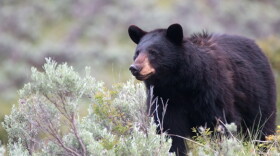 Female American Black Bear (Ursus americanus)  