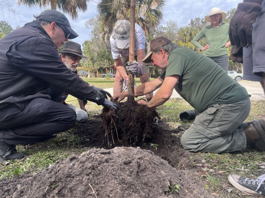 Volunteers work together to place a tree in a shallow hole at Earl P. Powers Park on Saturday, Jan. 17, 2026.