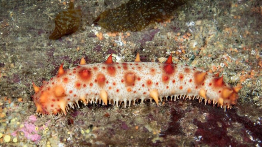 The giant red sea cucumber