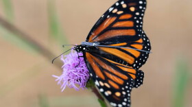A monarch butterfly is fitted with a BlūMorpho tracker on Sept. 5, 2026, at Oaks Bottom Wildlife Refuge in Portland, Ore. Fifteen monarch butterflies were released in Portland in early September and are among the first of 200 to be digitally tracked as they migrate south from the Pacific Northwest.