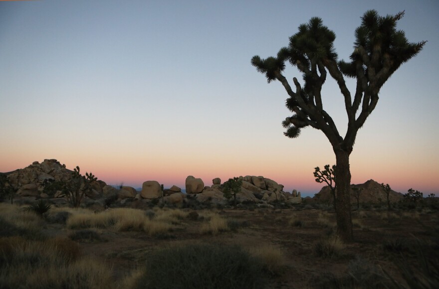 A Joshua tree stands at Joshua Tree National Park on Friday, where campgrounds and some roads have been closed.