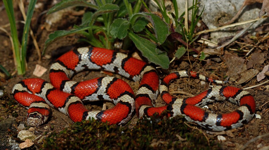 Eastern Milk Snake