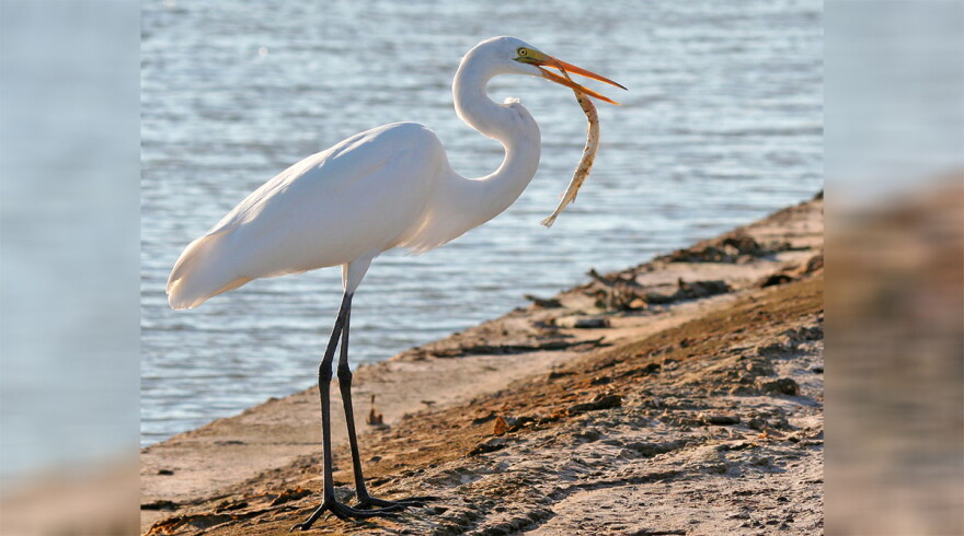 A Great Egret
