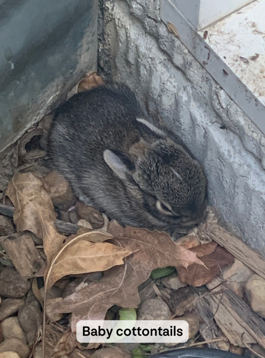 A baby cottontail rabbit sits in a pile of dead leaves. The rabbit is laying down with its ears laid back, seeming to hide from the camera. It is nestled into a corner where two concrete walls meet. The image is captioned "Baby cottontails".