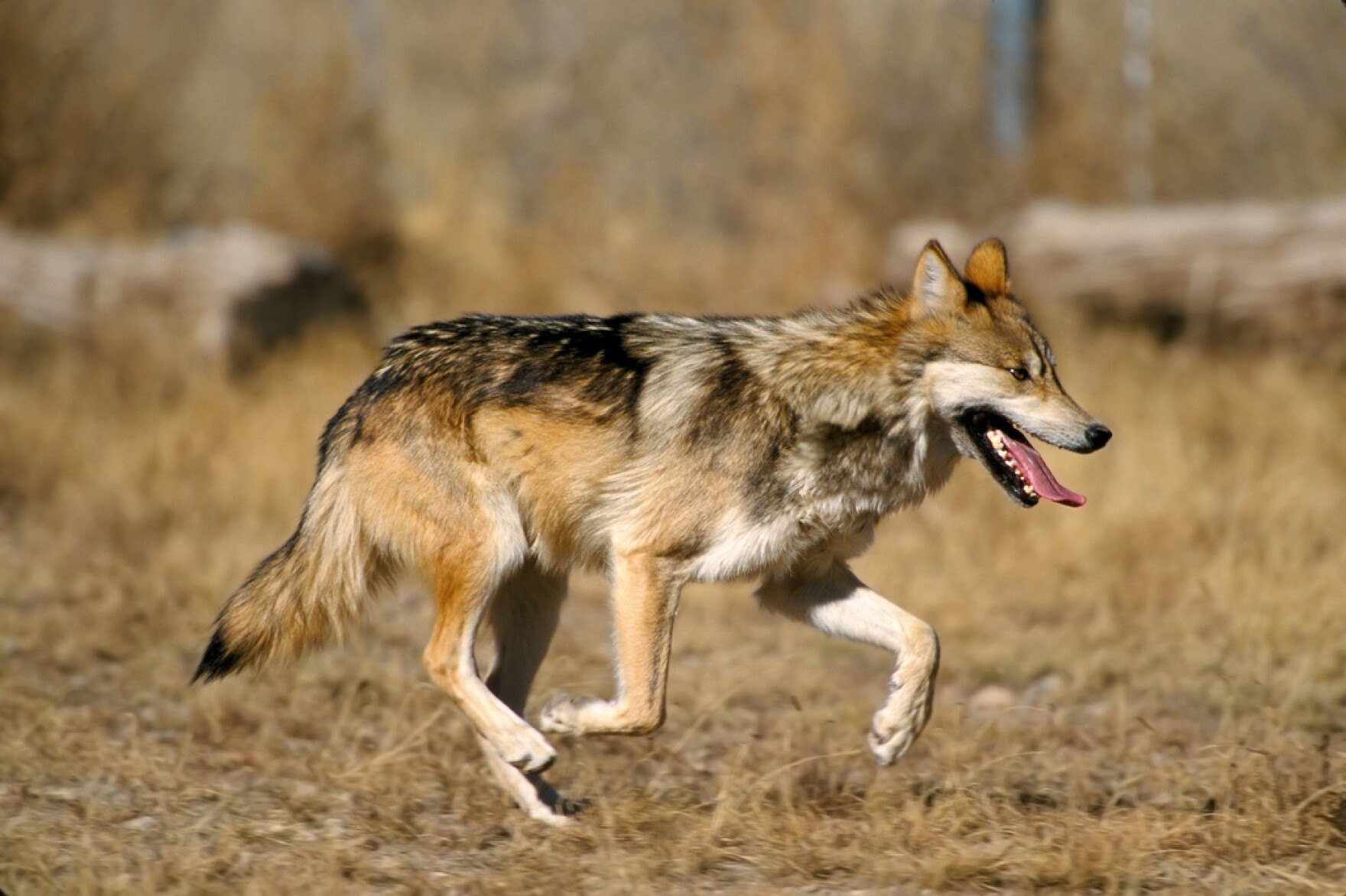 Wolf Relocation Conservationists say relocation of Flagstaff wolves would violate ...
