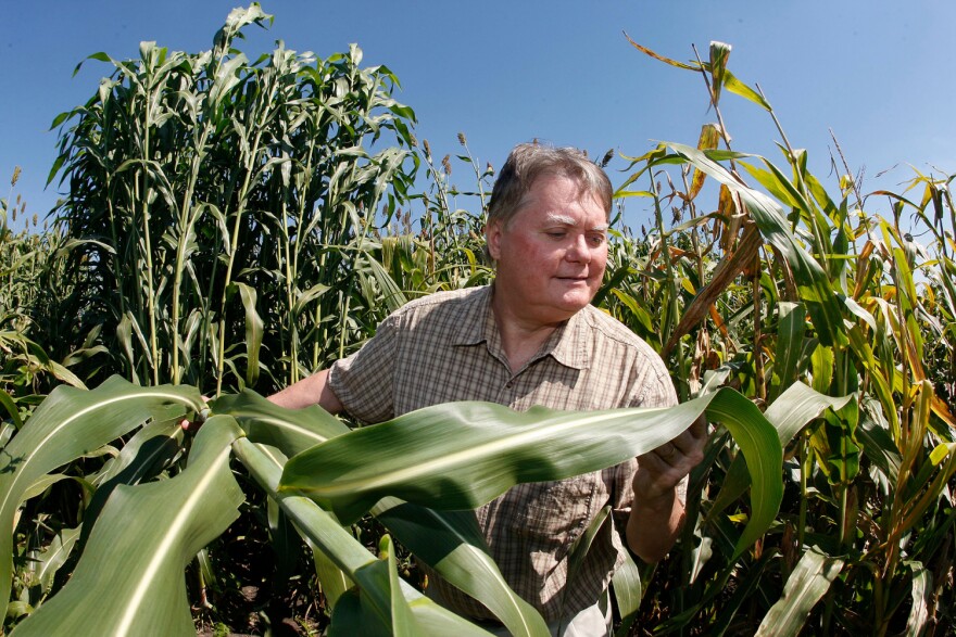 Purdue plant biologist Nick Carpita in a field of sorghum.