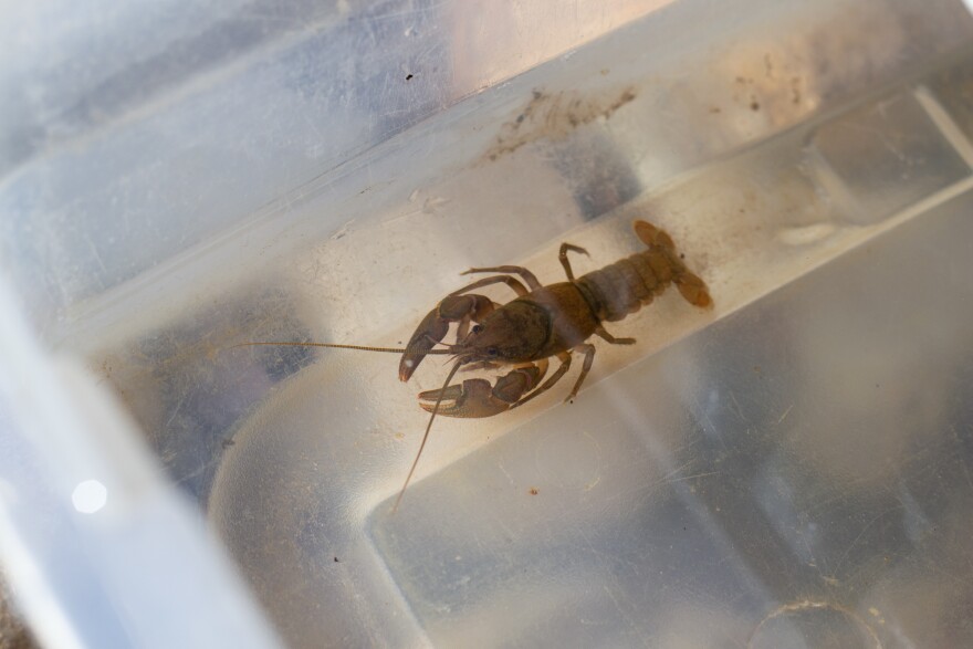 A prized find from a creek that feeds into Elkhorn Lake.