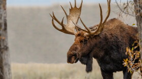  A bull moose stands in some trees.