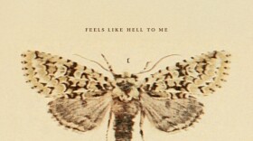 a moth on a tan backround 