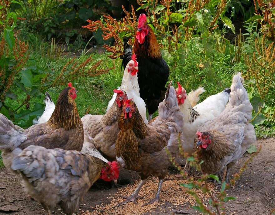 Stock photo of chickens