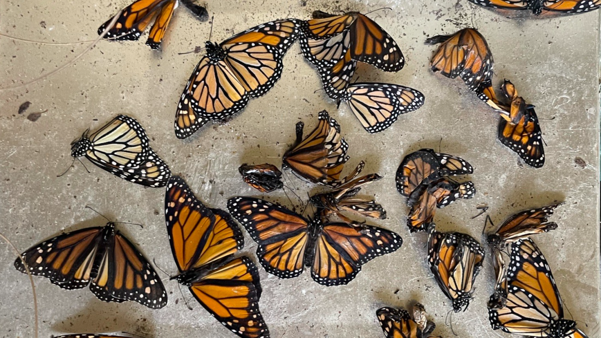 Misinformation causes Floridians to harm not help, monarch butterflies - Vimarsana News