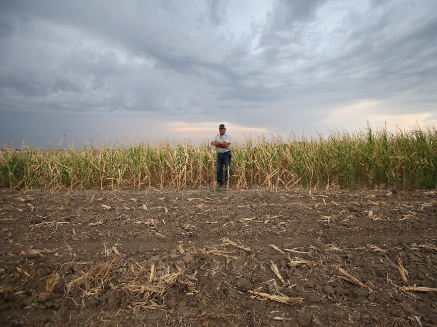 Solitude and self-reliance: Farming corn and wheat historically has required less labor and dependency on others in a community.