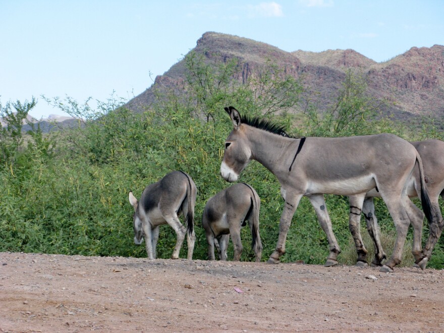 A photo of some burros in Arizona. Texas state parks officials have been shooting wild donkeys in Big Bend State Park to prevent them from damaging native species, angering the Wild Burro Protection League.