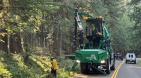Crew members working on the Foley Ridge Fire clear roadside vegetation.