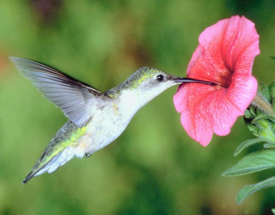 pictures of flowers and birds