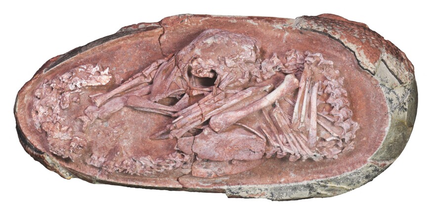View of the oviraptorosaur embryo "Baby Yingliang," one of the best-preserved dinosaur embryos ever reported, in this handout photograph obtained by Reuters on Wednesday.