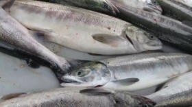salmon