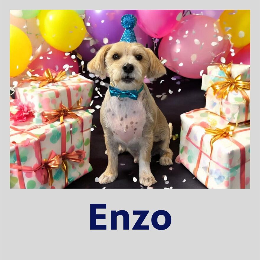 Photo of Enzo the dog in a polaroid frame with his name in blue text underneath