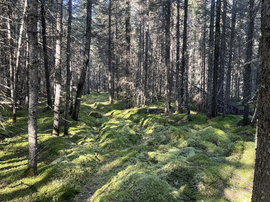 A forest clearing with bright green moss covering the ground. The trees around it are tamaracks.
