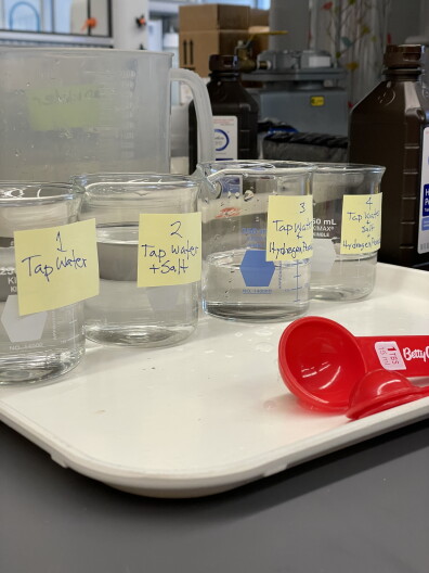 The four beakers are filled with solutions of water, salt and hydrogen peroxide before the steel wool is added to the mix.