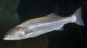 Striped bass are likely to begin their fall migration after this weekend's big storm passes.