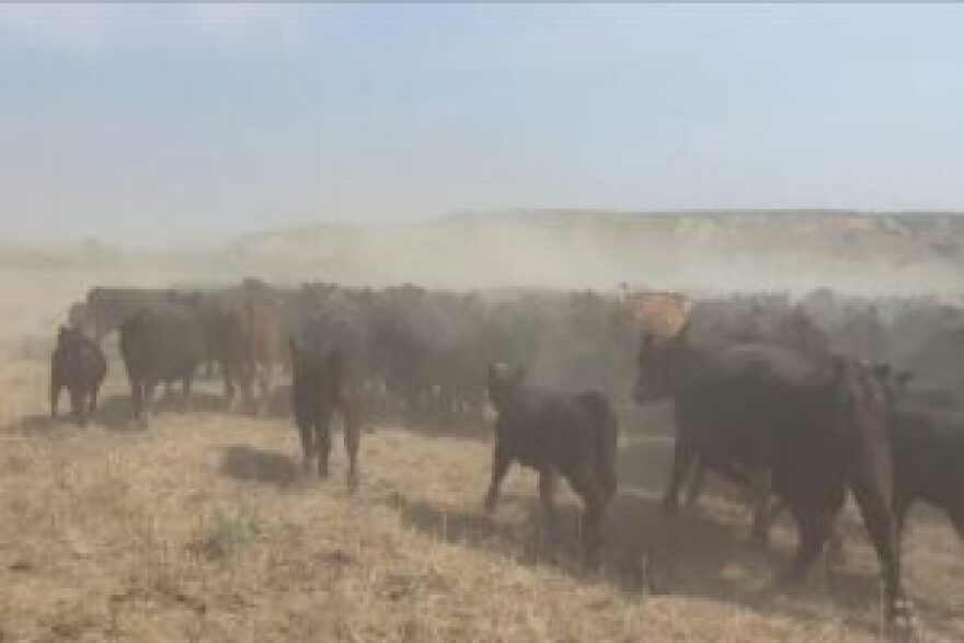 Cattle kick up dust in a dry pasture in Golden Valley County in western North Dakota in July 2026.