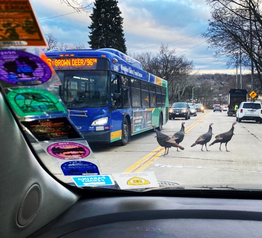 Wauwatosa residents report being stuck in cars and buses while running errands or commuting to work while waiting out a flock of turkeys.