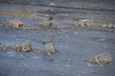 Several shopping carts lay in the mud of Brush Creek as the water from the creek is being drained by Kansas City.