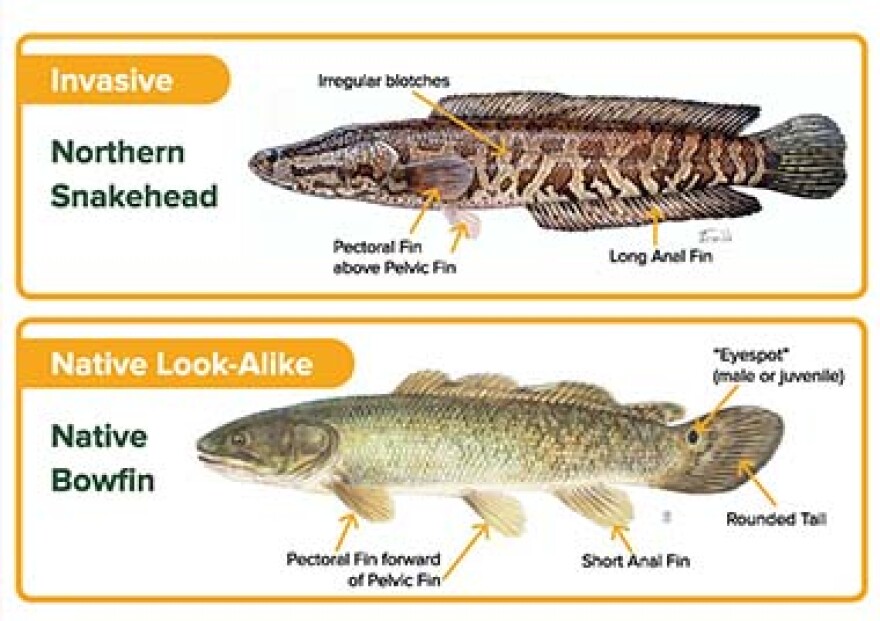 Northern Snakehead vs. look-alike fish