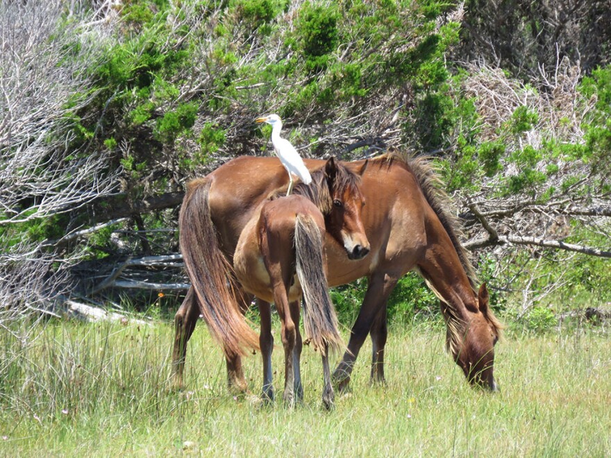 A mare and her year-old youngster stand near each other as they feed. A white cattle egret perches on the back of the youngster in order to take advantage of the height to hunt insects.