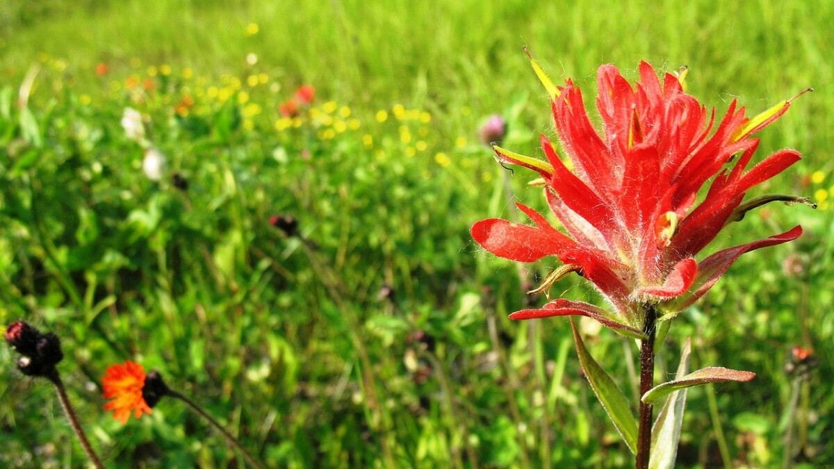 THUR: Feds says rare NM flower should be endangered, + More - Vimarsana News