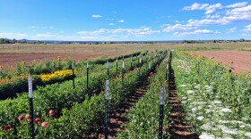 Wildflowers bloom at Mountain Roots Produce in Mancos during a growing season marked by low snowpack, variable temperatures and limited irrigation water. LP McKay/KSJD News