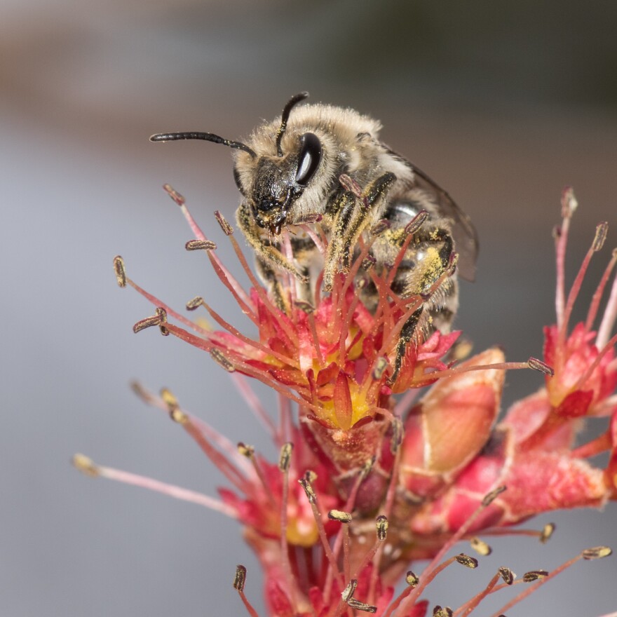 An unequal cellophane bee forages on a red maple flower.