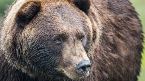 Closeup of a grizzly bear