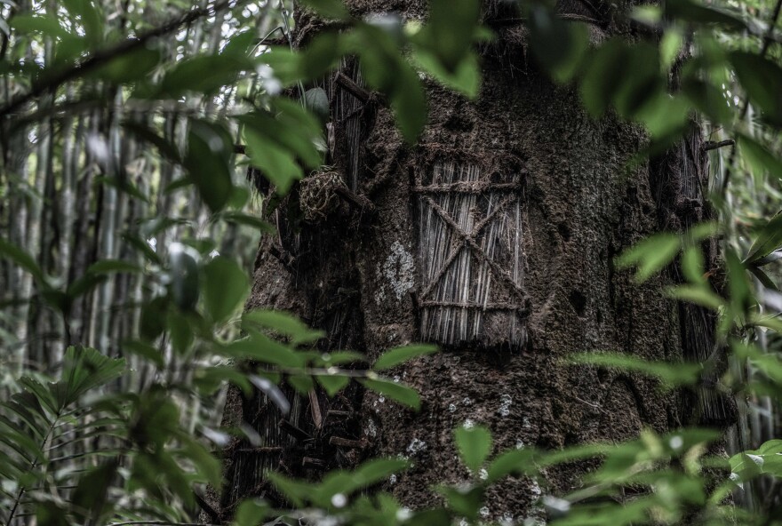 When a Torajan baby dies, the infant is sometimes buried inside the trunk of a tree in the hope that the child will continue to grow with the tree.