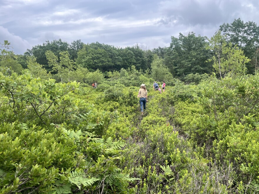 Hikers are barely visible as they pick for blueberries and huckleberries at the Eales Preserve at Moosic Mountain.
