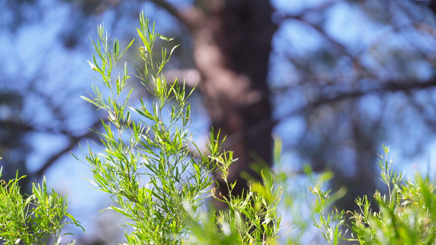 AZILL Desert Plant Hop Bush hero 