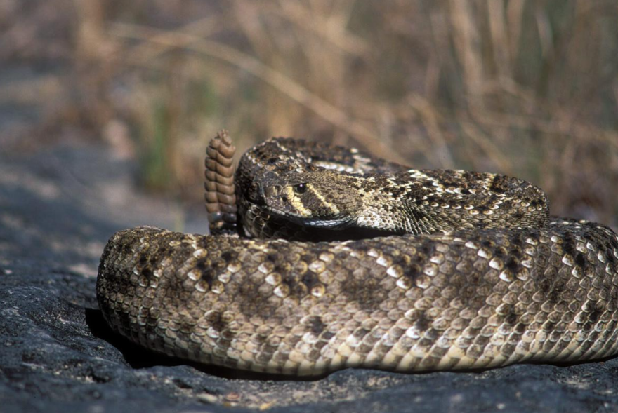 The western diamondback rattlesnake starts looking for a place to hibernate in October and November. If you find a rattler in your home or garage, call animal control or a snake relocation service and then leave the room with any children or pets.