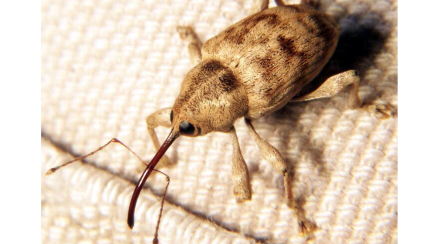 An acorn weevil.