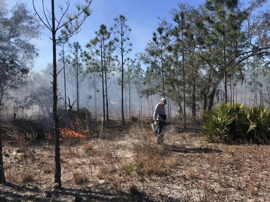 Ben Williams conducts the first burn of 2024 on his property, Wetland Preserve, in Putnam County. The land is protected under a Florida Forever conservation easement and falls within the borders of the Ocala to Osceola Wildlife Corridor. (Photo courtesy of Ben Williams)