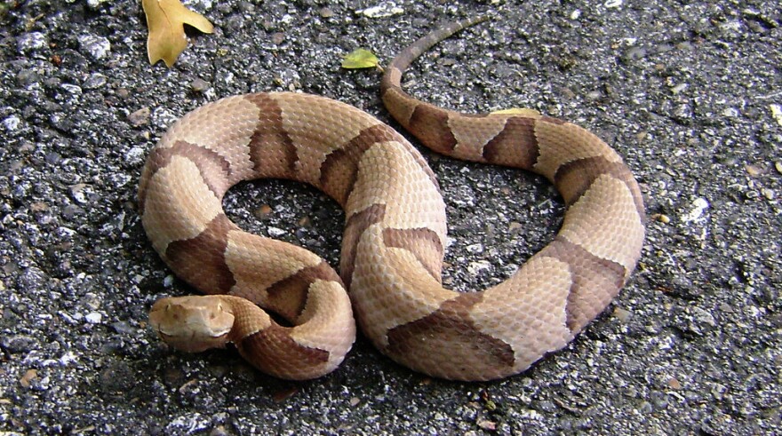 A Copperhead Snake.