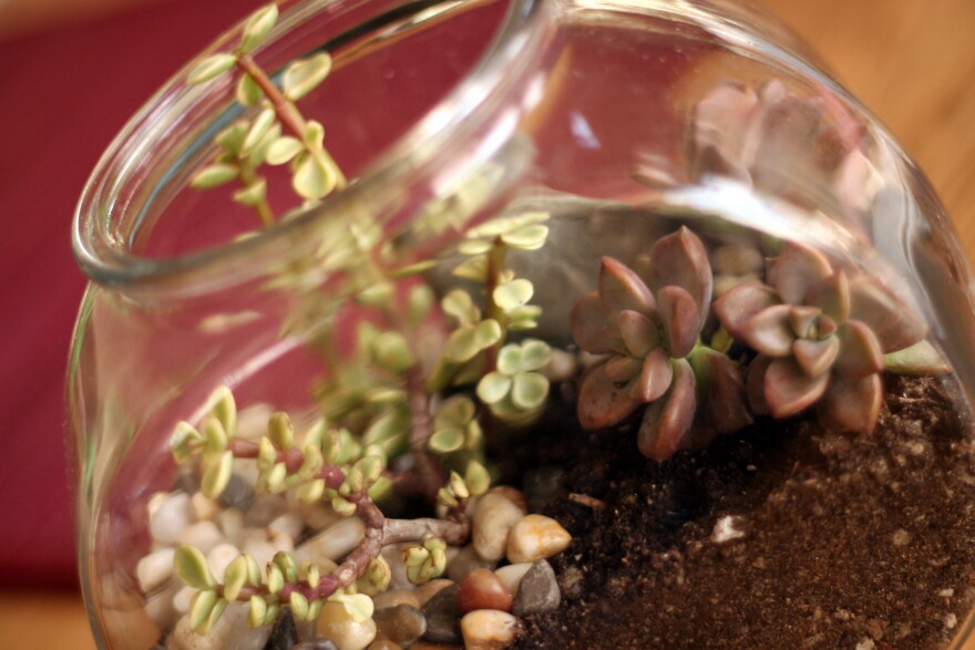 Terrarium