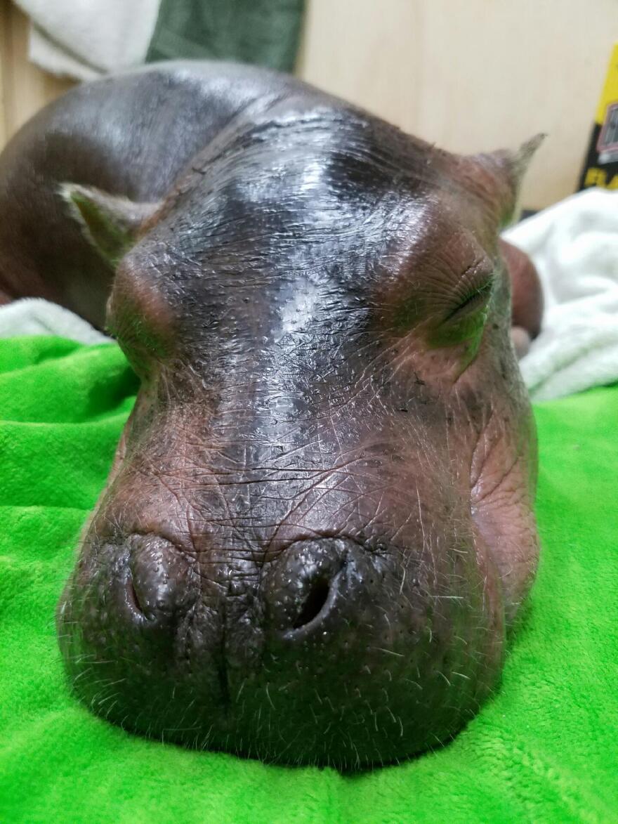 In this photo provided by the Cincinnati Zoo, the prematurely born hippo named Fiona rests on a towel, on Monday. The zoo says the hippo recovered from dehydration this week with the help of staff from Cincinnati Children's Hospital Medical Center.